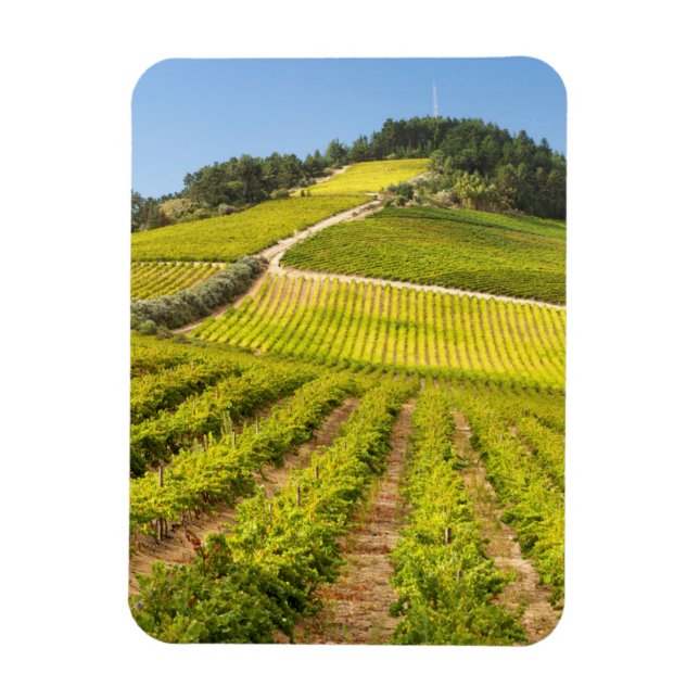Magnet Flexible Vignoble, Stellenbosch, Cap-Occidental (Vertical)