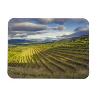 Vignoble. Vallée de Napa. Napa. Comté de Napa,
