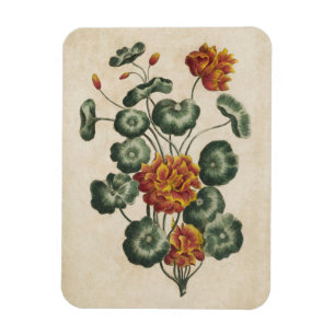 Magnet Flexible Vintage Botanique Floral Double Cresses aimant