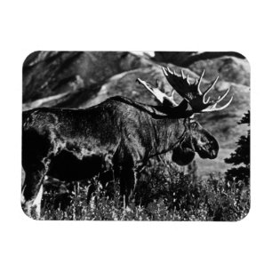 Magnet Flexible Vintage USA Alaska bull moose 1970