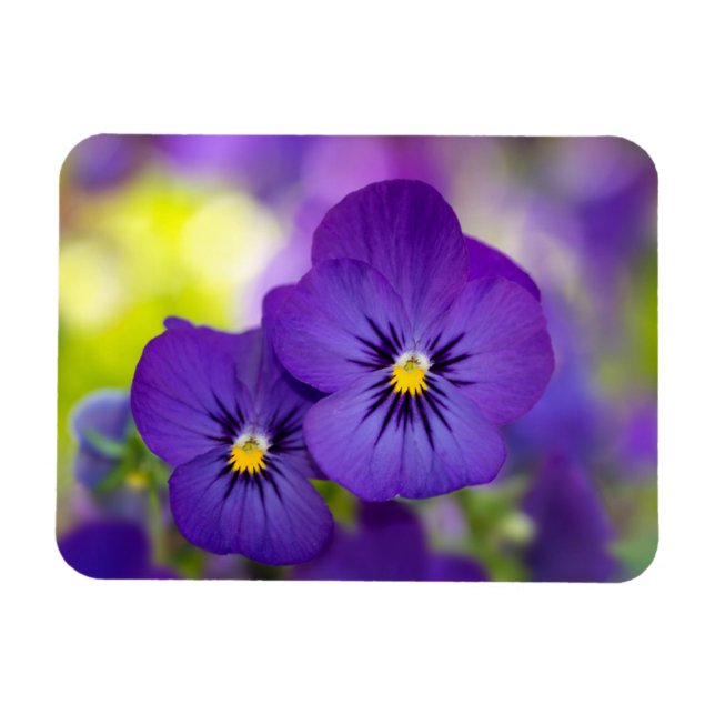 Magnet Flexible Violons violets (Horizontal)