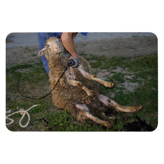 Magnet Flexible Vis du mouton (Horizontal)