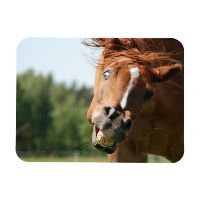 Magnet Flexible Visage drôle de cheval avec lèvres courbées, oeil  (Horizontal)