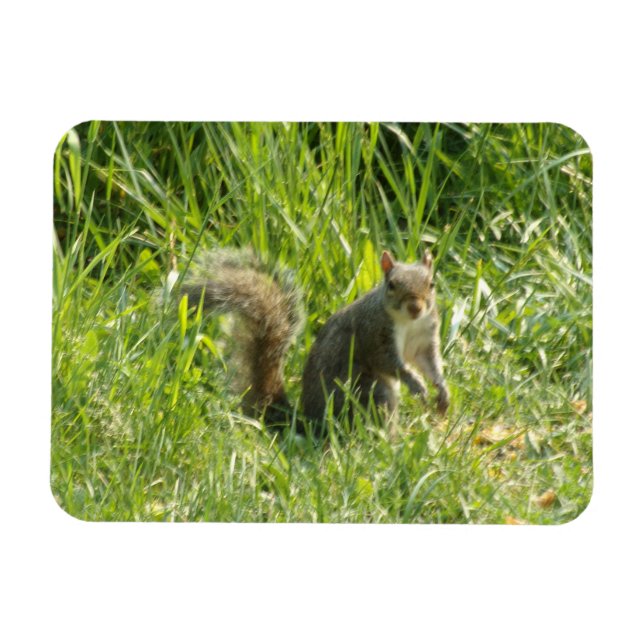 Magnet Flexible Voir l'écureuil magnétique flexible (Horizontal)