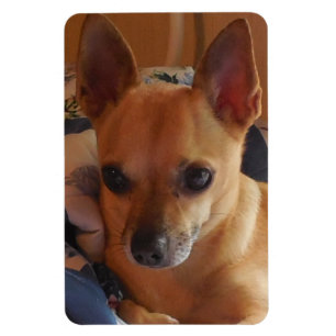 Magnet Flexible Votre aimant de réfrigérateur de photo d'animaux