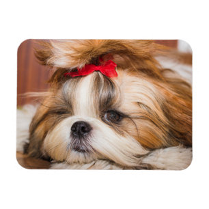 Magnet Flexible Votre chiot chien animal de compagnie photo person