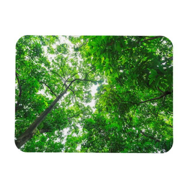 Magnet Flexible Vue ascendante d'arbres (Horizontal)