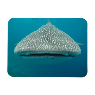 Magnet Flexible Vue avant du requin blanc