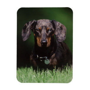 Magnet Flexible Vue de Dachshund couleur panaché