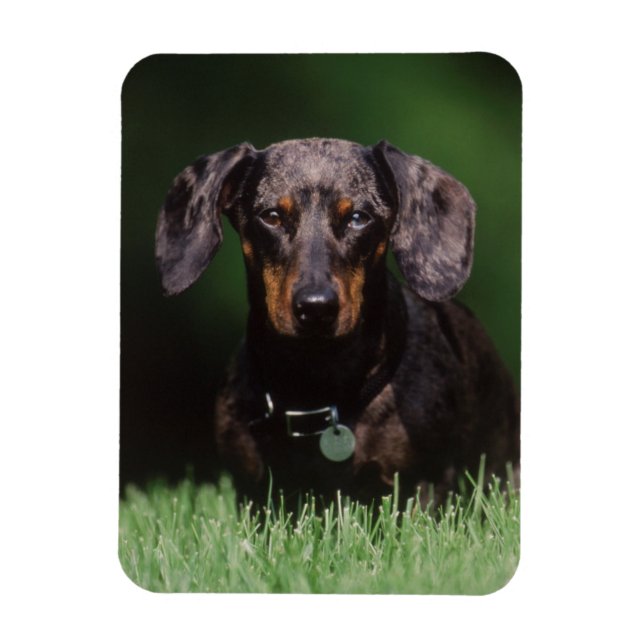 Magnet Flexible Vue de Dachshund couleur panaché (Vertical)