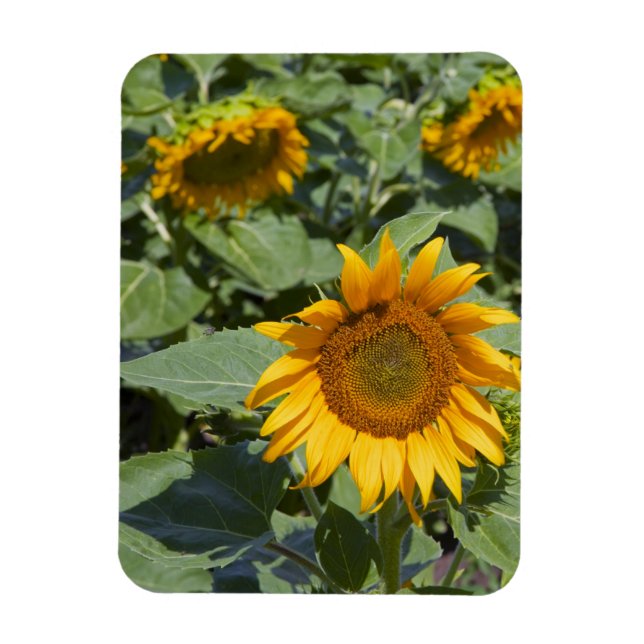 Magnet Flexible WA, comté de Kittitas, champ de tournesols (Vertical)