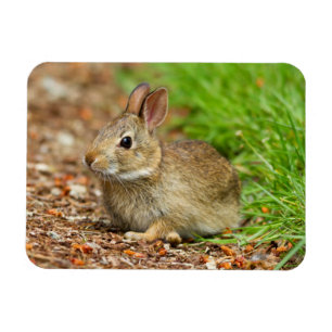 Magnet Flexible WA, Redmond, lapin bébé à queue blanche