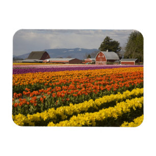 Magnet Flexible WA, vallée de Skagit, champs de tulipes en fleurs,