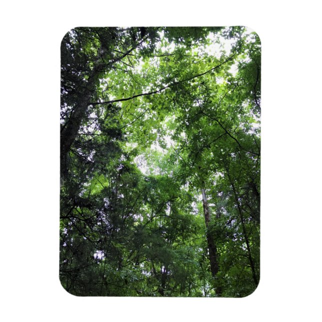 Magnet Flexible Walking in the Forest, Chester, Caroline du Sud Ca (Vertical)