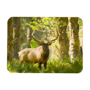 Magnet Flexible Wapiti de Roosevelt   Parc national Olympique, Was
