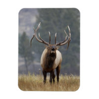 Wapiti mâle bramant, Parc national de Yellowstone,