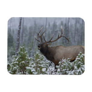 Magnet Flexible Wapiti mâle dans la neige appelant, bramant, Yello