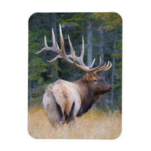 Magnet Flexible Wapiti mâle des montagnes Rocheuses