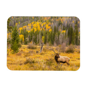 Magnet Flexible Wapiti mâle   Parc national de Rocky Mountain Colo
