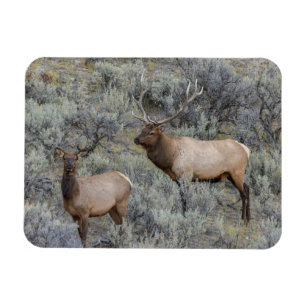 Magnet Flexible Wapiti mâle Parc national de Yellowstone, Wyomin