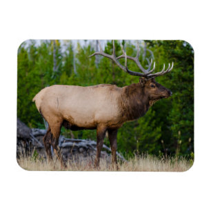 Magnet Flexible Wapiti Parc national de Yellowstone, Wyoming