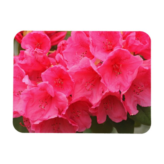 Magnet Flexible Washington, Seattle, Puget Sound, Discovery Park (Horizontal)