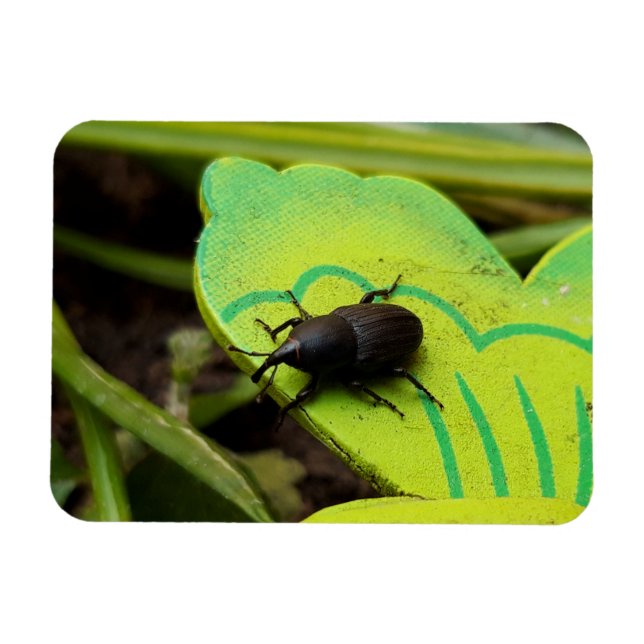 Magnet Flexible Weharm, Beetles, Curculionoidea, Bug (Horizontal)