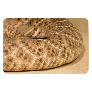 Magnet Flexible western diamondback rattlesnake