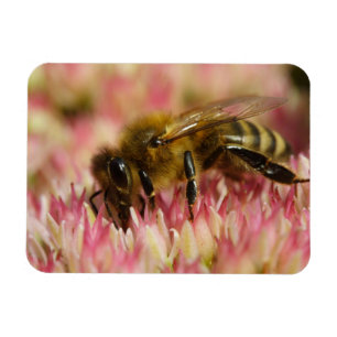 Magnet Flexible Western Honey Bee Macro