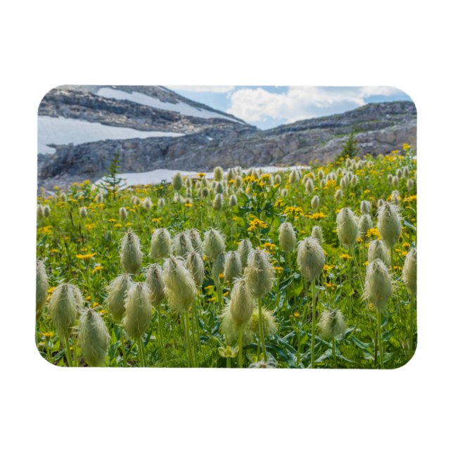 Magnet Flexible Western Pasqueflower | East Kootenay Mountains (Horizontal)