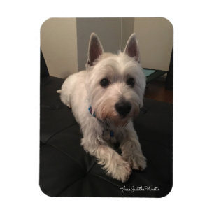 Magnet Flexible Westie 3"" aimant de la photo x4