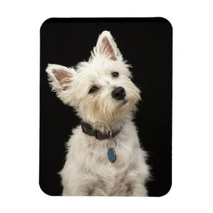 Magnet Flexible Westie (terrier des montagnes occidental) avec le