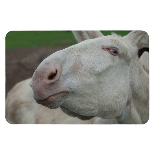 Magnet Flexible White Baroque Donkey (Horizontal)
