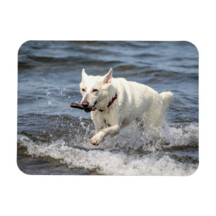 Magnet Flexible White German Shepard sur le lac George