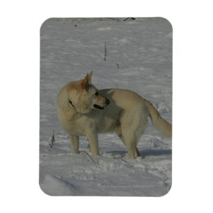 Magnet Flexible White German Shepherd in the Snow