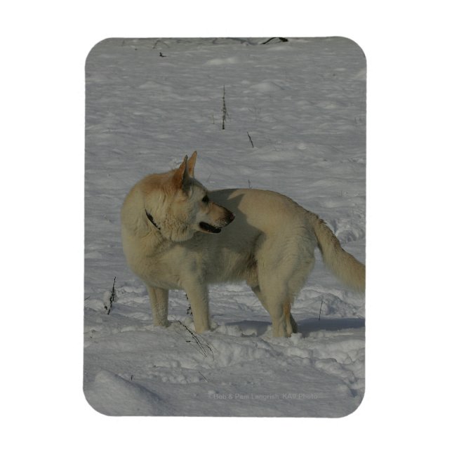 Magnet Flexible White German Shepherd in the Snow (Vertical)