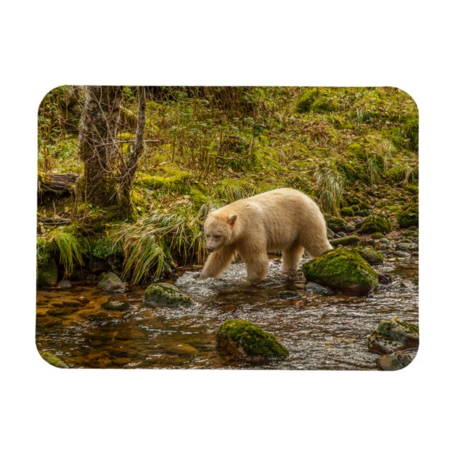 Magnet Flexible White Spirit Bear Chasse pour poisson sur Riordan  (Horizontal)