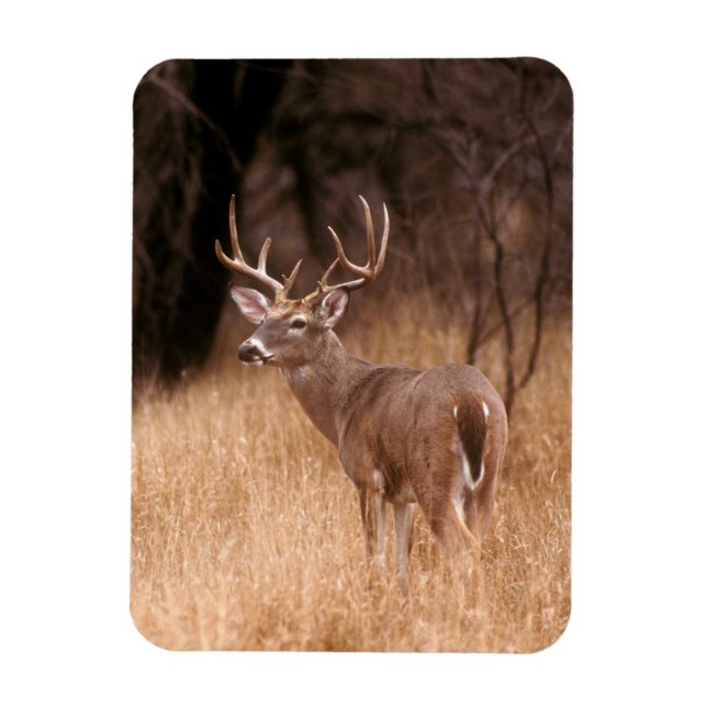Magnet Flexible White Tailed Deer |  Choke Canyon State Park, TX (Vertical)