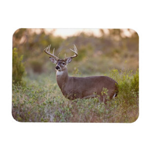 Magnet Flexible White-tailed Deer Fall in Texas