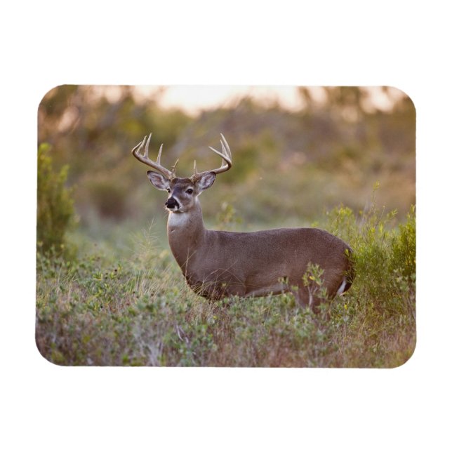 Magnet Flexible White-tailed Deer | Fall in Texas (Horizontal)