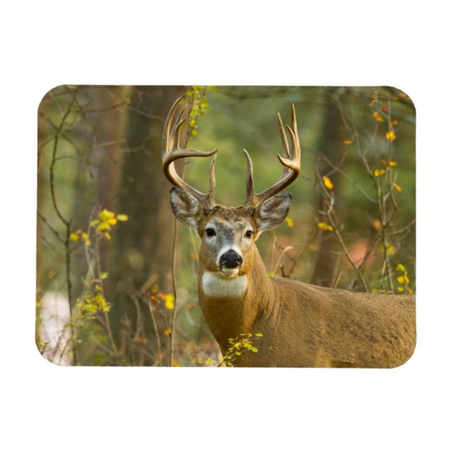 Magnet Flexible Whitetail Deer Buck | Whitefish, Montana (Horizontal)