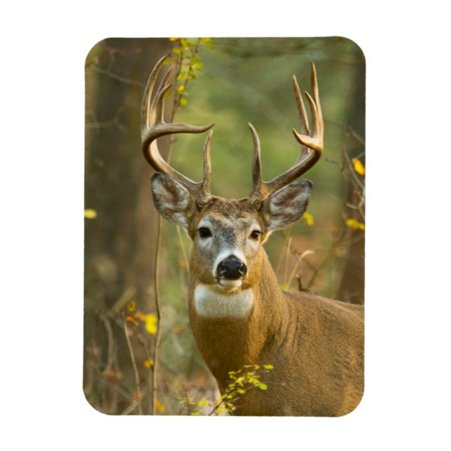 Magnet Flexible Whitetail Deer Buck | Whitefish, Montana (Vertical)