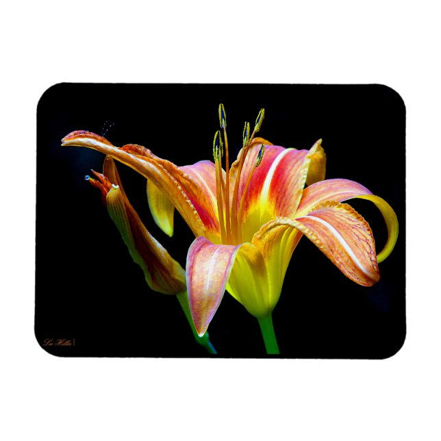 Magnet Flexible Wild Daylily On A Dark Morning Hike (Horizontal)