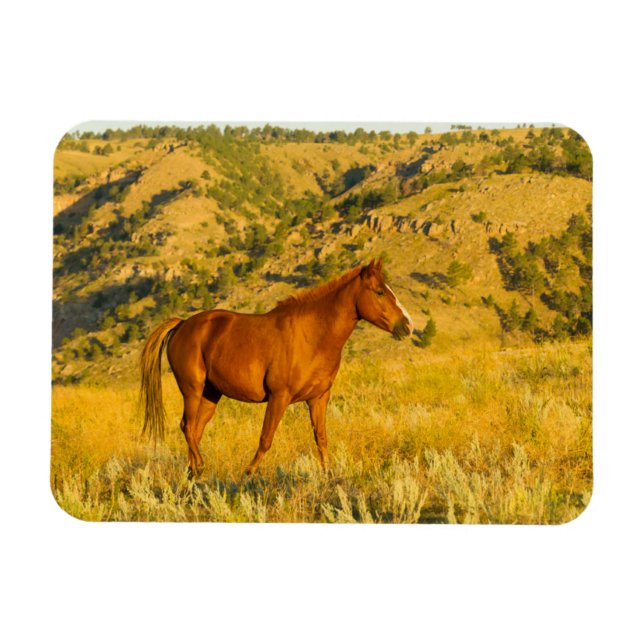 Magnet Flexible Wild Horse Sanctuary. (Horizontal)