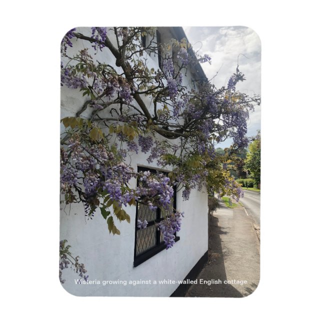 Magnet Flexible Wisteria poussant contre une maison blanche (Vertical)