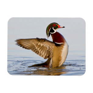 Magnet Flexible Wood Duck mal flapping wings in wetland
