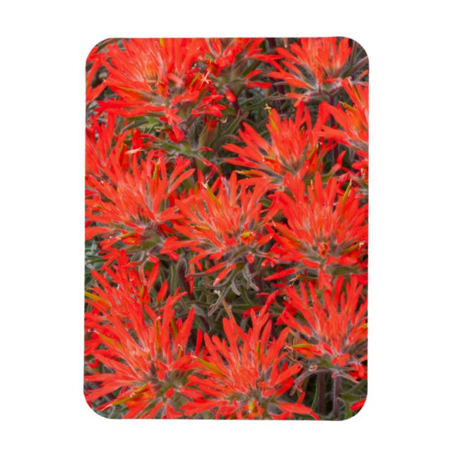 Magnet Flexible Wyoming, comté de Lincoln, Desert Paintbrush (Vertical)