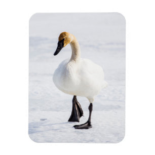Magnet Flexible Wyoming, Refuge national d'Elk, Cygne trompette