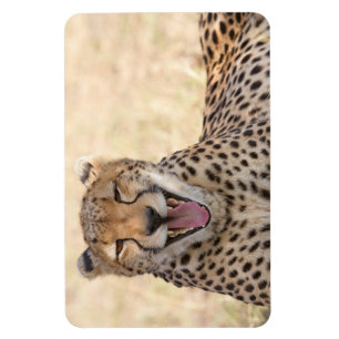 Magnet Flexible Yawning Cheetah