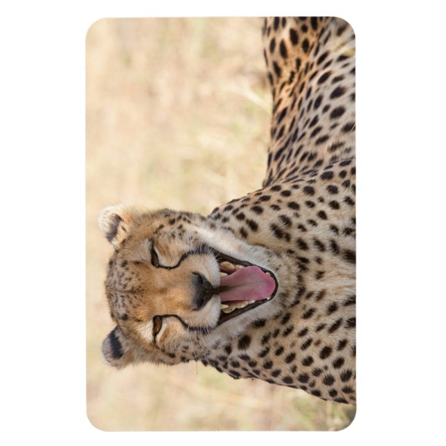 Magnet Flexible Yawning Cheetah (Vertical)